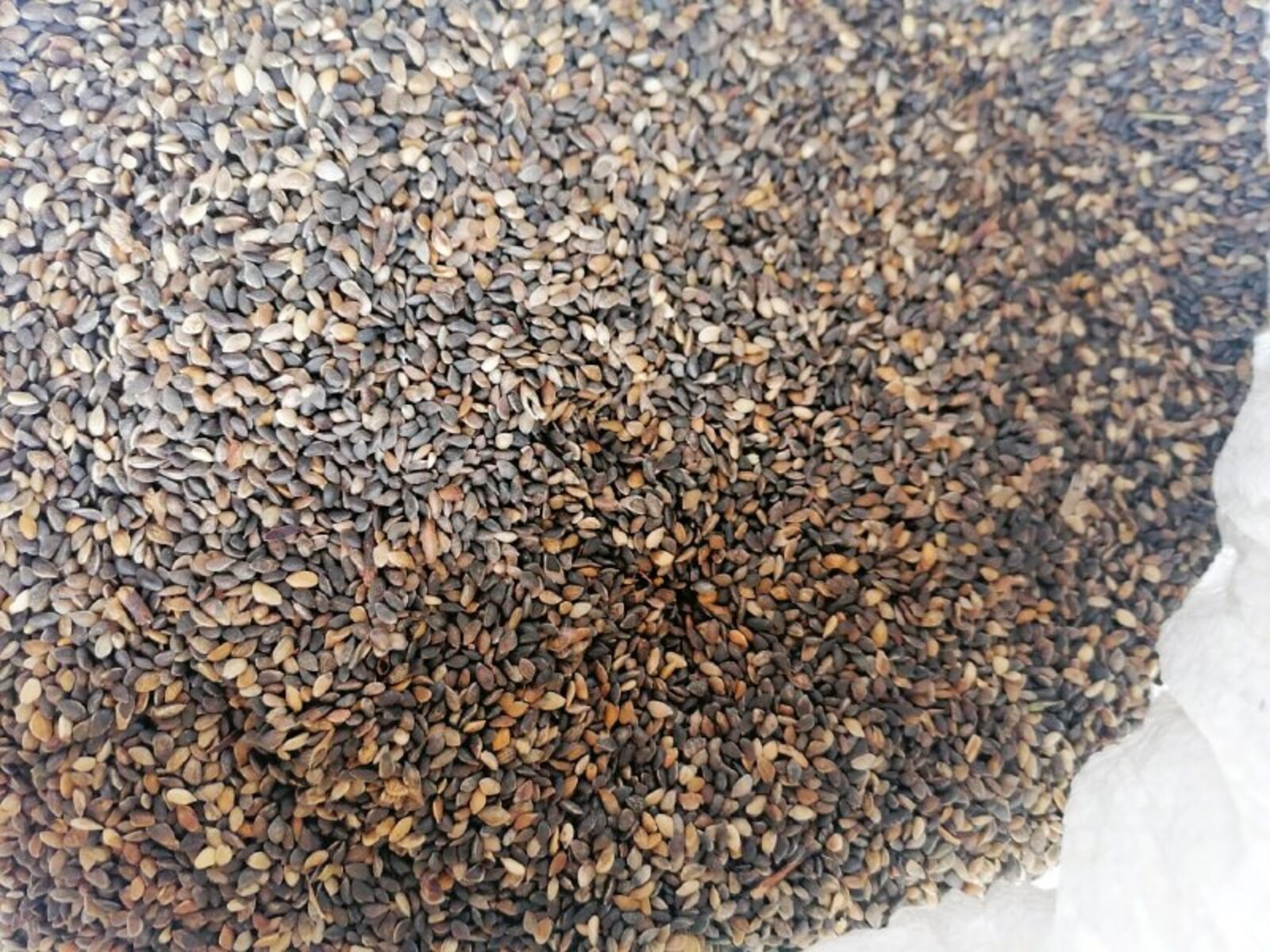 Более трех тонн семян лесных растений заготовили в  Башкортостане в 2025 году