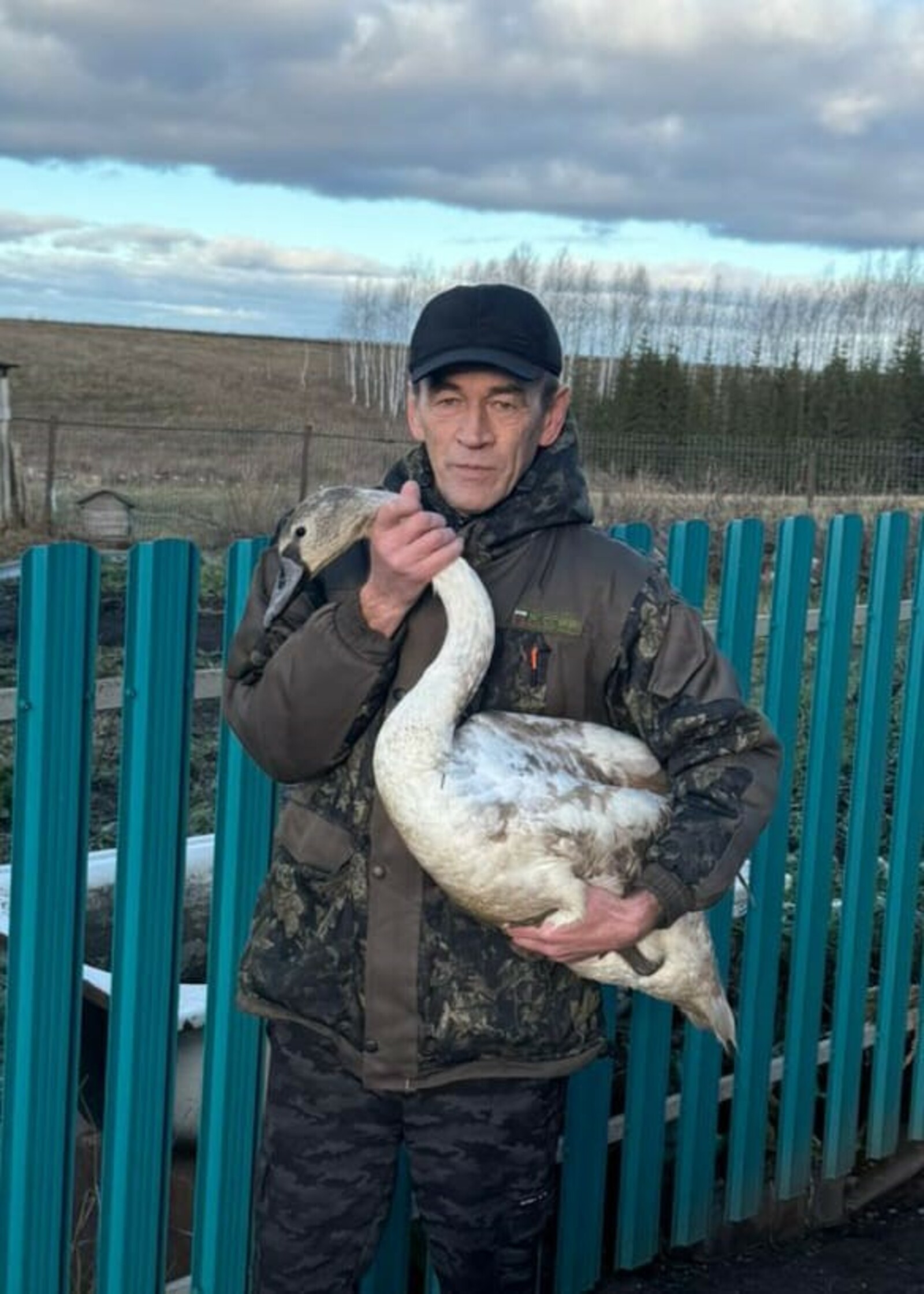 Аккош язмышы