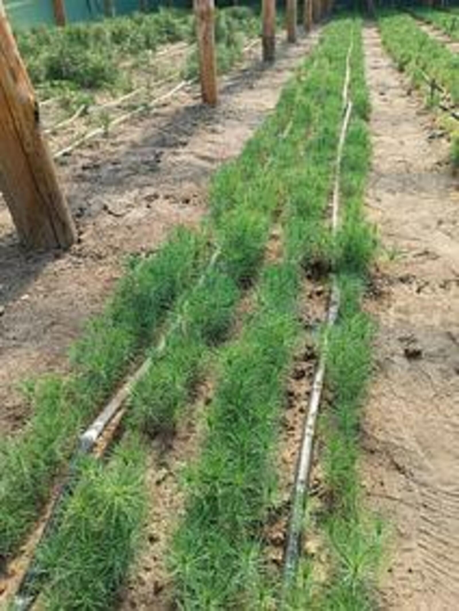 Башкирские семена успешно взошли на луганской земле