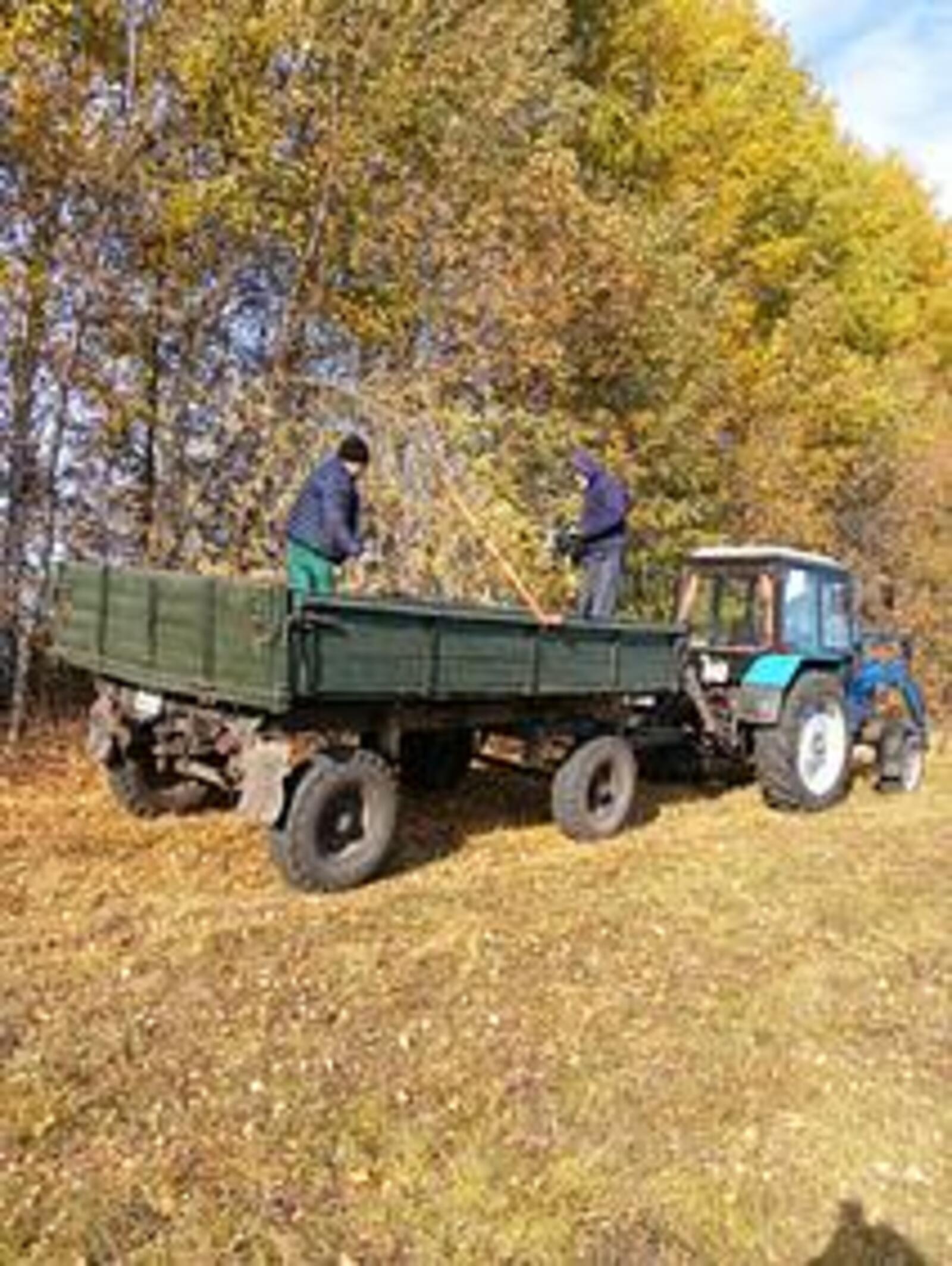 Качественный посевной материал — ключ к успешному лесовосстановлению в РБ