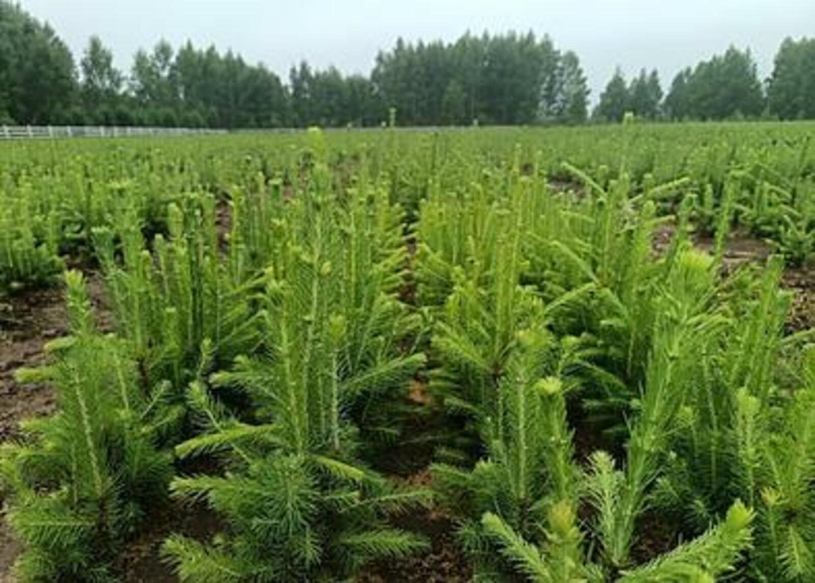 В РБ в рамках проекта выращено более 48,6 млн посадочного материала