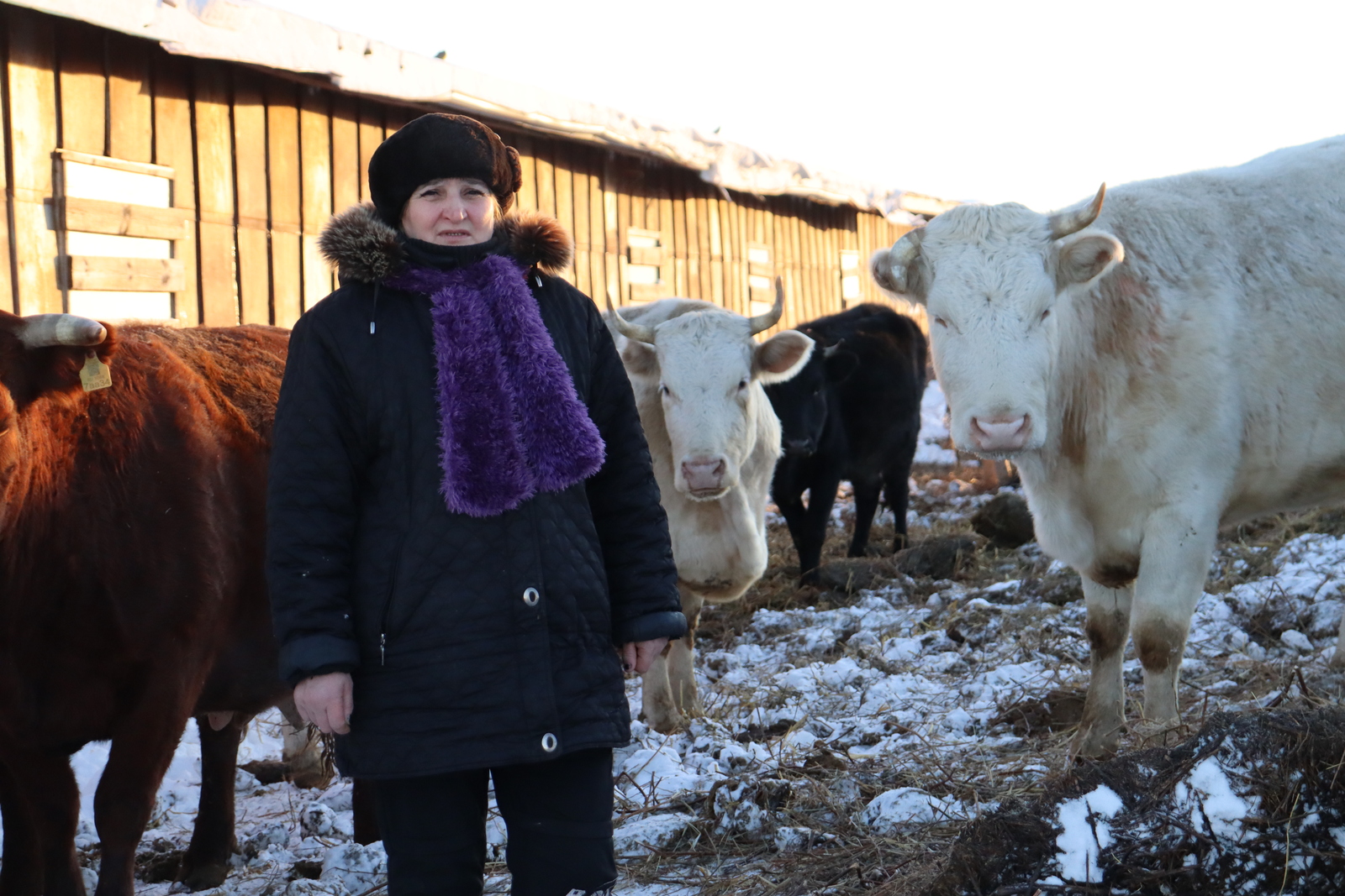 «Гомер буена савучы булдым»