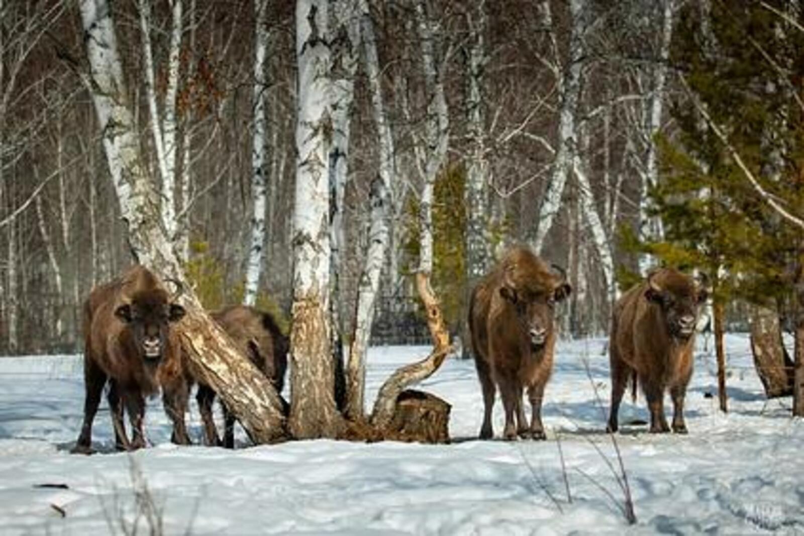 Проект по разведению зубров в Башкортостане получил грант Президентского фонда