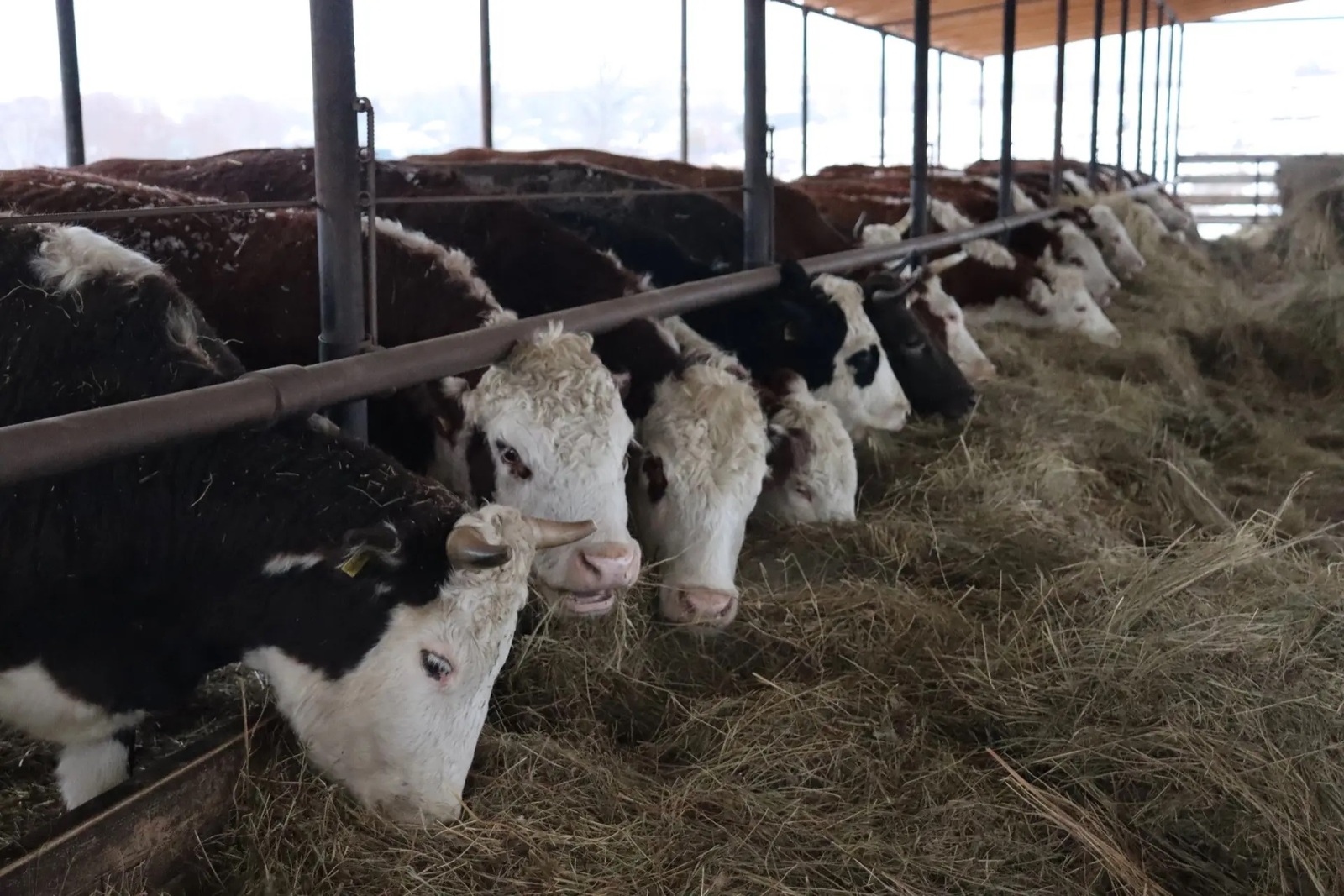 Сыерларга  аерым игътибарлы булыгыз